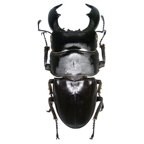 DORCUS TITANUS DORCUS TITANUS